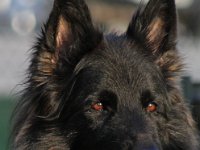 Chewbacca  Bes.: Jürgen Seiz : Seiz